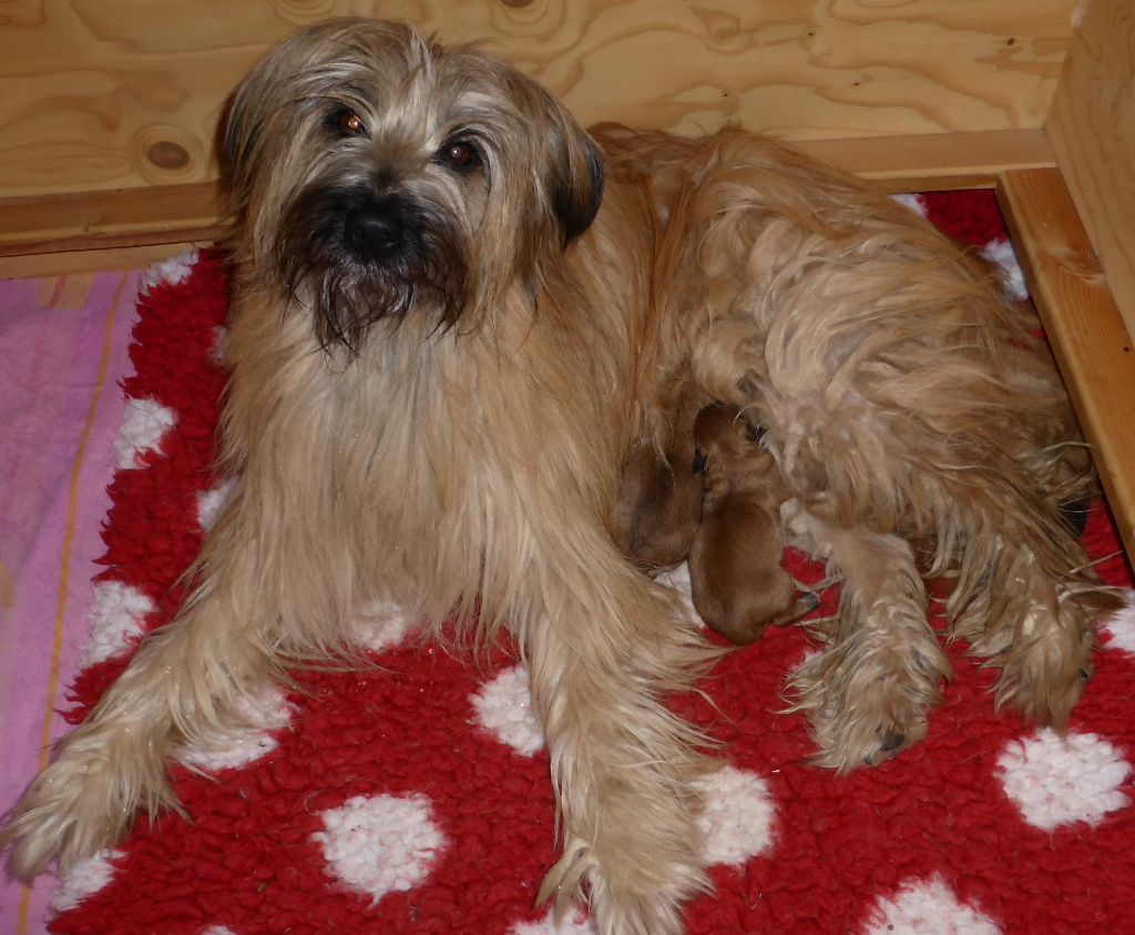 du lac de Faoug - Berger des Pyrenees à poil long - Portée née le 08/11/2025